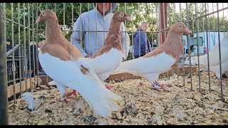 SŁOMCZYN Gołębie pigeons targ Andrzej W. 29.09.2024 cz.2/4💥Gołębie jasne i wyszwance Andrzeja Radom💥