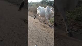 Ghar ki taraf jati hoi Cows 🐄