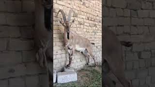 Markhor Hunting 🐐🐐🐐🐐🐐🐐🐐🐐🐐🐐🐐🐐🐐🐐🐐🐐