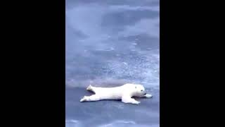 Polar Bear Sliding