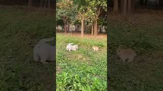 Cute puppy & Rabbit 🐕🐇 🥰 #ds_media #cutepuppy #doglover #petlover #ytshorts #viralvideo