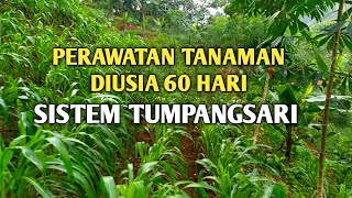 PERAWATAN TANAMAN SISTEM TUMPANG SARI DIUSIA DUA BULAN