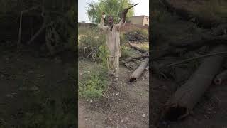 Daily Routine Work || Daily Life in Village Punjab || #shorts  #Shorts