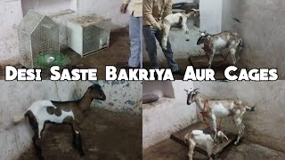 Desi Bakriya Saste Daam Mai | Cages for Pets | Fateh Darwaza Hyderabad