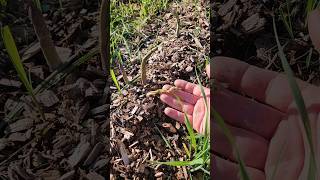 Frost Damaged Asparagus! Are These OK? #farmlife #shorts #homesteading #asparagus #garden #diy #food