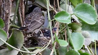 red vented bulbul