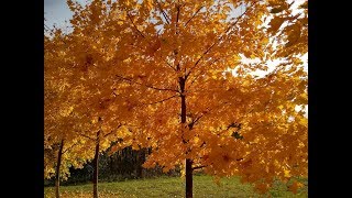 Ikanaide Koji Tamaki (Dimash Late Autumn in japanese original)