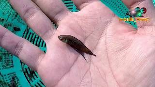 catch wild Betta Imbellis in Malaysia