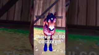 PLAYING STAR STABLE part 2 of checking out horses!