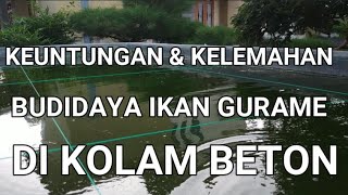 CARA BUDIDAYA IKAN GURAME DI KOLAM BETON || KEUNTUNGAN BUDIDAYA IKAN GURAME DI KOLAM BETON