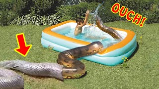 GIANT ANACONDA Sheds Skin--Frightens People in Pool