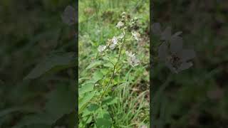 La Ronce, Plante Médicinale Remarquable - Bramble, Remarkable Medicinal Plant