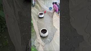 বন্যার পানিতে কীভাবে মাছ শিকার করছে #fishcomedy #video #amazinganimals #fish #amazinganimals