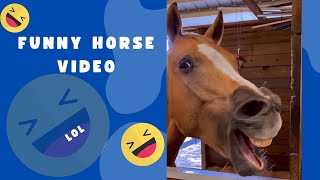 CUTE & FUNNY HORSE VIDEO ~ Have you ever seen a #horse 😆 laugh? 🐎 #shorts