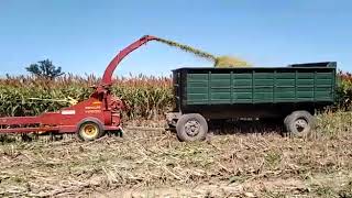 Massey Ferguson 4298 cosechando