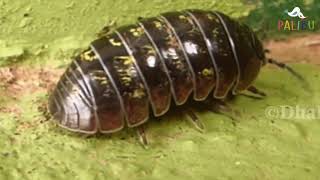 Chanchito de tierra/ Roly Poly  para niños