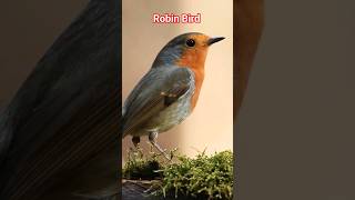 Robin Bird