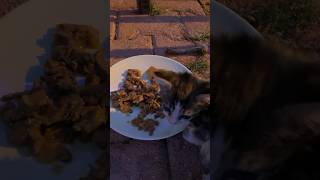 🐈feeding homeless baby cat Konyaaltı Antalya #turkey