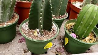 Iowa Plant Tour Series 5/6 | Cedar Rapids, Iowa Plant Tour | Plant Shopping | Plant Tour | Ep26