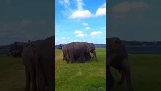 Silent giants🐘🔒|Like & Subscribe #elephant #naturelovers #like #subscribe #lokibeasts