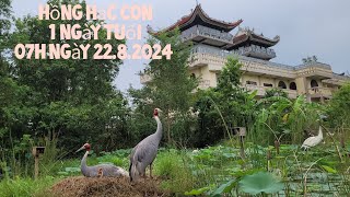 HỒNG HẠC con 1 ngày tuổi, 7h sáng ngày 22.8.2024 Lumbini, Nepal