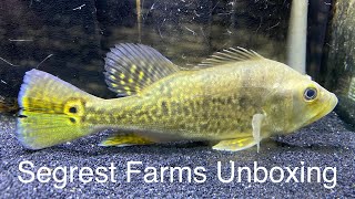 Segrest Farms Fish Unboxing #1 - Our First Wholesale Order!