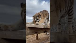 Tiger video #animal #nature #tiger #wildlife