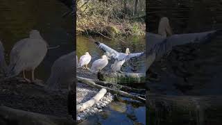 The mating season for Pelicans has started #pelicans #wildlife #wildanimals #share #subscribe