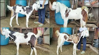 MASHAALLAH 😇...FULL QUALITY WAALE GUJRI MALE FEMALE GOATS AVAILABLE AT #PathanFarmHouse...😉