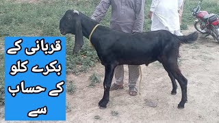 Qurbani 2023 ky Bakry Rs1500 Kg ky hisab sy