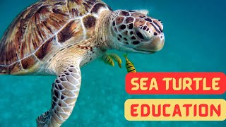 Ancient Giants: Learning About Sea Turtles