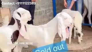 Mashallah Quality MP Goat Farm Indore +9111122389 Contact