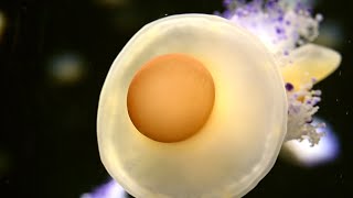 Fried Egg Sea Jelly video || Jellyfish Video || Jelly Fish Video || Phacellophora Camtschatica jelly