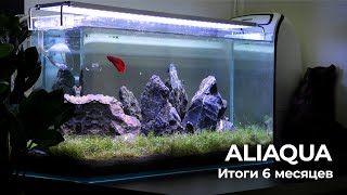 ALIAQUA: Итоги 6 месяцев. #Аквариум 44 литра на компонентах с Aliexpress.