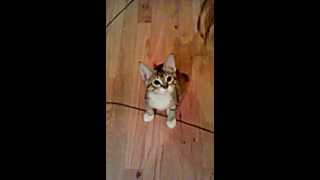 Dubstep Bobtail Kitten. CUTE! Focused on a toy. Big moves at the end!