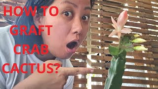 HOW TO GRAFT CRAB CACTUS 101