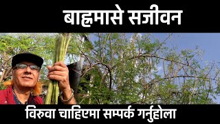 असोज महिनामा पनि लटरम्मै फलेको सजीवन Drumstick plant पथरी बजारमा