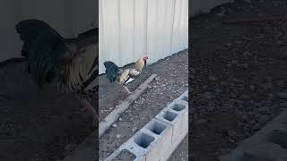 Rooster walking around#animal