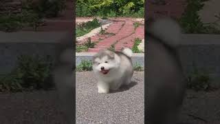 fat cute huskies