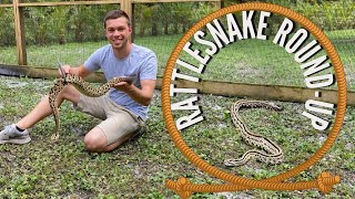 Complete RATTLESNAKE Collection! | Primitive Predators