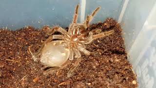 Brachypelma klaasi Molting