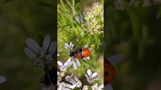 Mating pair of Ladybird beetle