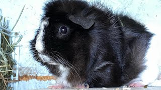 Guinea pig love. #guineapiggys, guineapiglove, #cutestguineapigs,