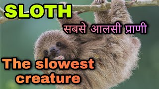 The extreme life of a Sloth|The slowest animal in the world|Blind animal|