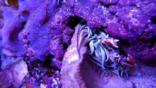 Inside My Reef Aquarium (underwater shot)