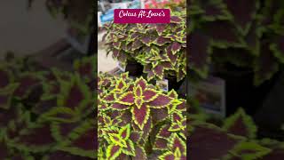 24 - 204 — Coleus At Lowe’s