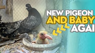 New pigeon and baby agai