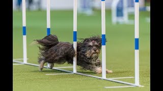 Agility Training 2018