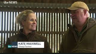 ITV Report on The Covid Impact For Wool and Sheep Farmers