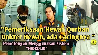 Pemeriksaan Hewan Qurban Oleh Dokter Hewan, Vlog Pemotongan Sapi di RPH Terbaik No 1 di Indonesia